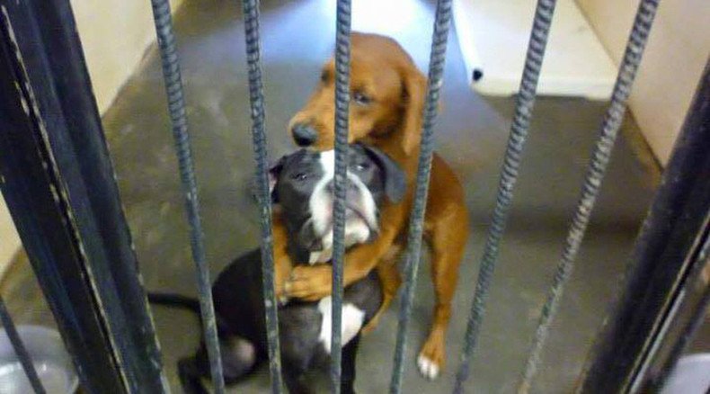 Heartbreaking pic of 2 hugging dogs saves them from being euthanized in US animal shelter