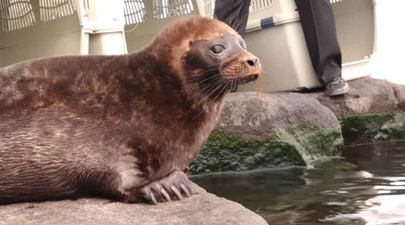 Mother Nature calling: Adorable seals make first swim in the wild in Russian northern lake (VIDEO)