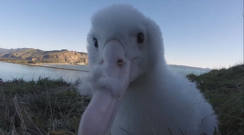 Cute albatross chick gets close and personal with GoPro (VIDEO)