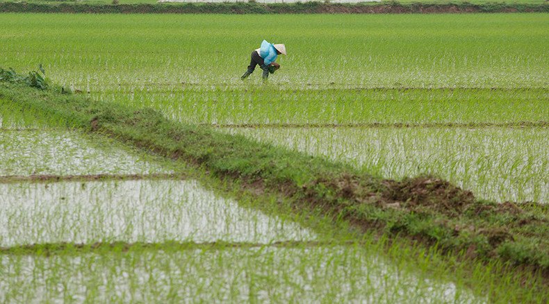 GMO rice can deliver double blow to global warming & hunger, scientists say