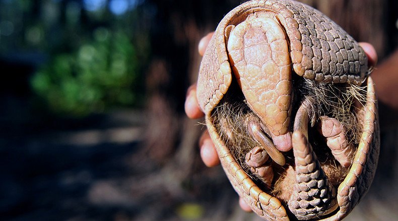 Armadillos spread leprosy & other reasons canoodling with cute critters could kill you
