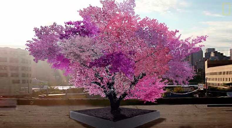 Magic tree: Multi-blossom hybrid grows 40 different kinds of fruit