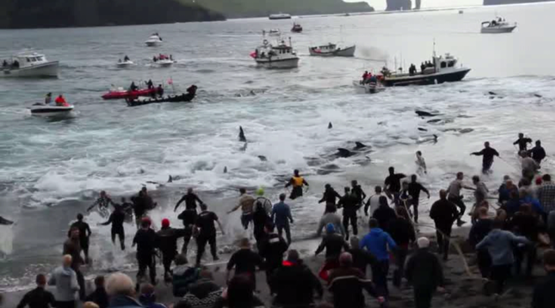 Activists film horrific slaughter of 250 whales in Faroe Islands (GRAPHIC VIDEO)
