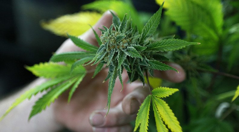 Australia may legalize medical marijuana in August – report