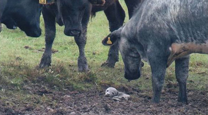 5 day-old baby seal stuck in mud, rescued by cows in England