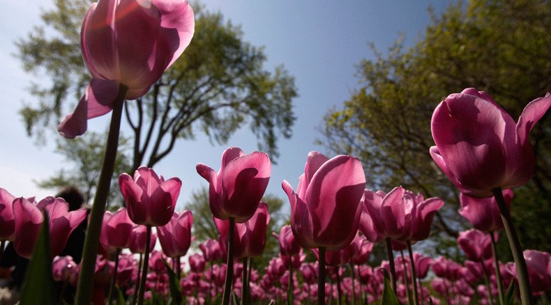 Russia threatens to ban flower imports from the Netherlands