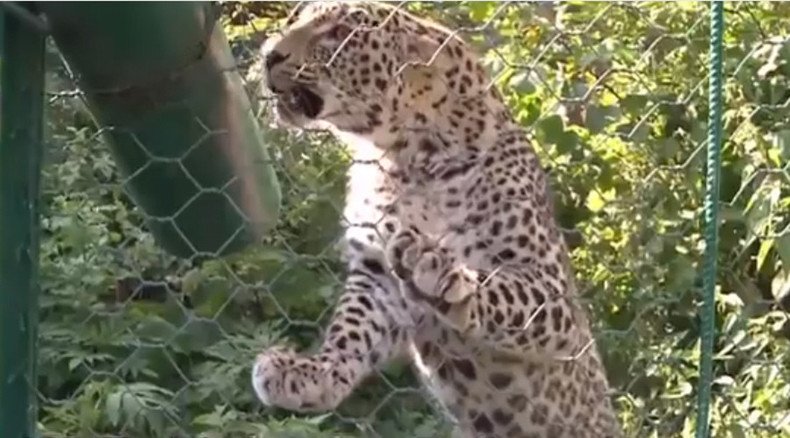 French leopard comes to Sochi to boost gene pool (VIDEO)