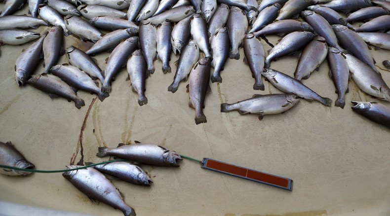 Boiling point: Hot water killing 50% of Columbia River’s salmon population