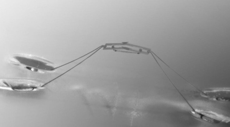 Robotic insect capable of 'jumping on water' just like water striders (VIDEO)