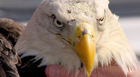 Wildlife vs. development: Bald eagle may lose out to golf course in Virginia