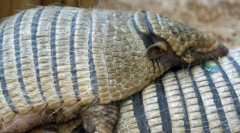Armadillo strikes back! Texan man in hospital after trying to shoot animal