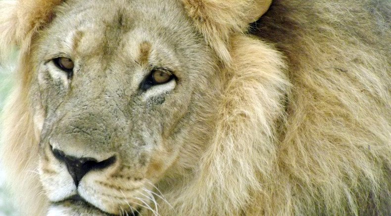 Cecil the Lion’s ‘brother’ Jericho ‘feared killed by hunters’