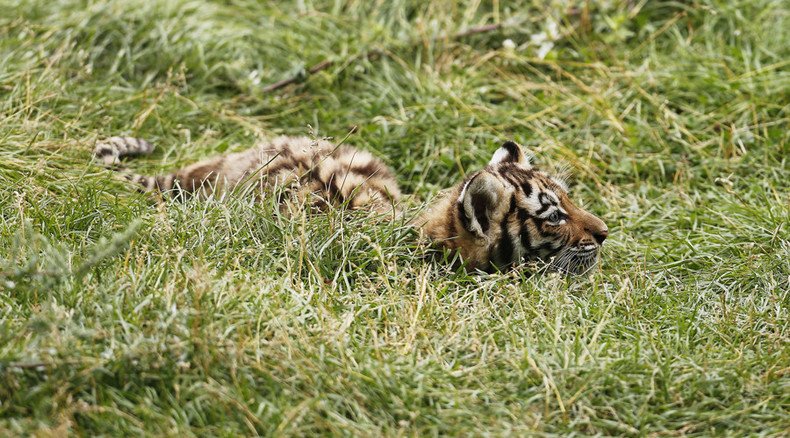 Siberian tiger cub from Putin’s conservation program shot ‘point blank’