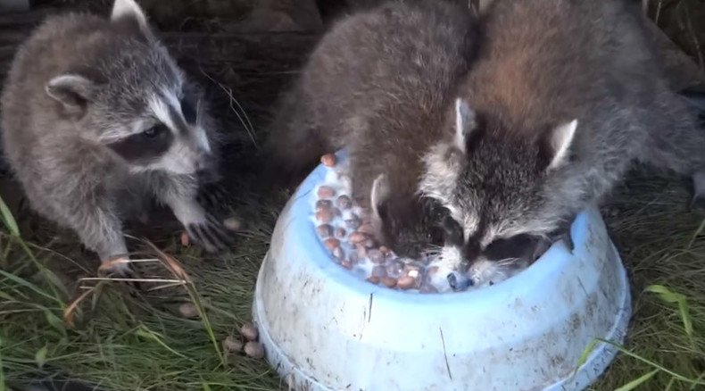 Cute raccoon loves milk so much it almost forgets to breathe (VIDEO)