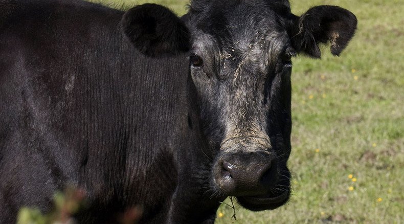 NZ dairy manager who broke tails of 200 cows pleads guilty to animal cruelty