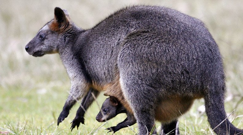 Scores of wallabies have small French village on the hop