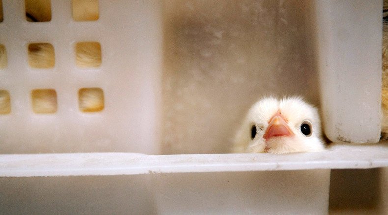 Fowl no more: Chicken to get eggscellent 3D-printed leg