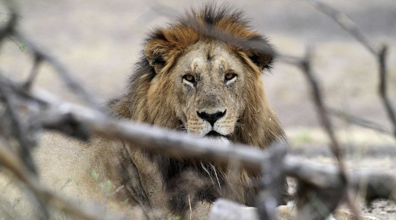 Cecil the lion Oxford University study funded by pro-hunting groups
