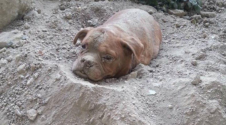 Dog found buried alive in France triggers online fury, petition for owner’s ‘maximum sentence’