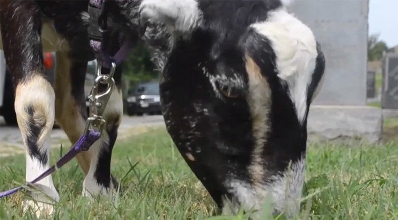 Kid job: Congressional Cemetery hires 30 goats to chomp invading vines (VIDEO)