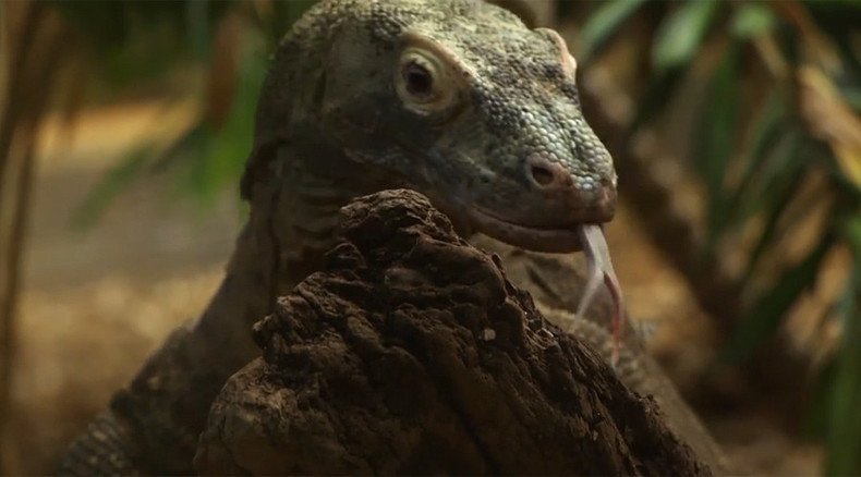 Enter the dragon: Komodo lizard arrives at London Zoo (VIDEO)