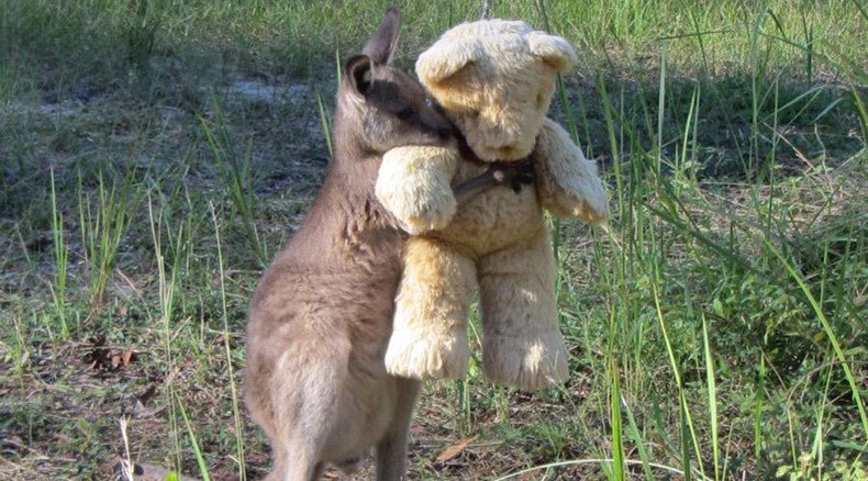 Worth a million likes: Pic of baby kangaroo hugging teddy bear melts hearts worldwide (PHOTO)