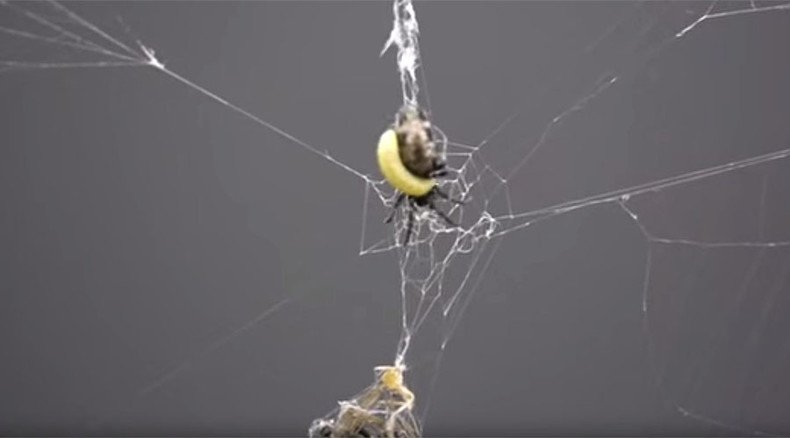 Killer wasps turn spiders into zombies, make them build super web for larvae (VIDEO)