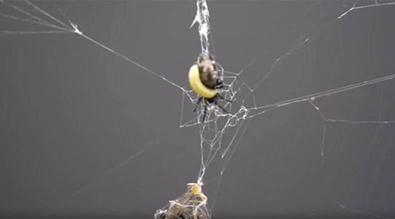 Zombie spider builds a stronger web for the parasitic wasp that's sucking  its blood 