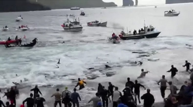 Attempt to disrupt Faroe Islands whale hunt results in jail, fines for Sea Shepherd activists