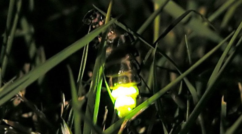 Lighting lovers’ lane: Welsh council switches street lamps to help glowworms’ sex lives
