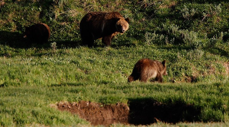 Mother grizzly bear to receive death penalty if DNA test proves she killed hiker