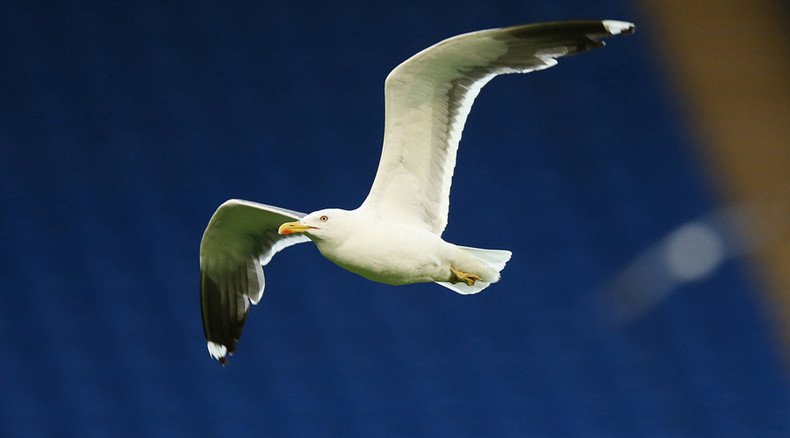 Drone vs seagull! ‘Egg oiling’ UAV to target aggressive birds