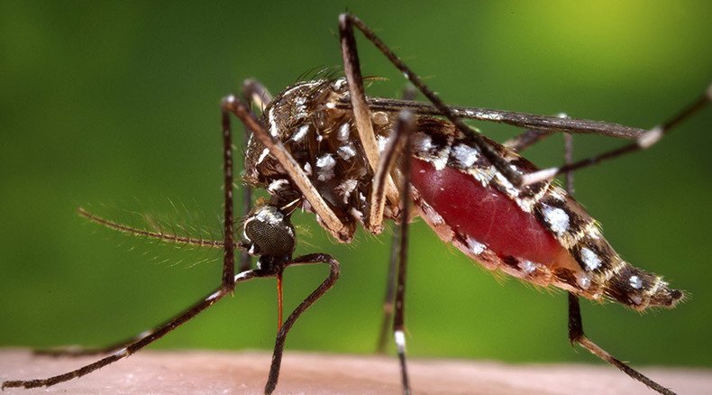 Google ponders creating GM mosquitoes to fight tropical disease