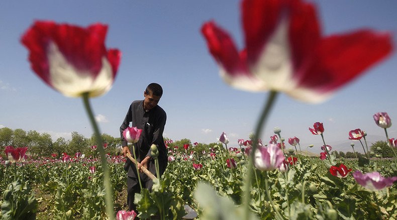 Bye Bye Poppy! Yeast can be engineered to produce opiates, study shows