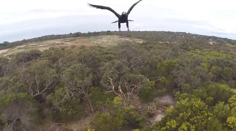 Eagle – 1, Drone – 0 (VIDEO)