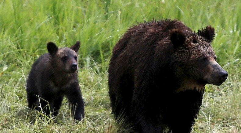 Alaska man dons costume to harass bears
