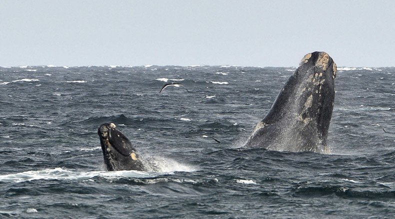 Australian fishermen answer waste-plagued whale’s plea for help (VIDEO)