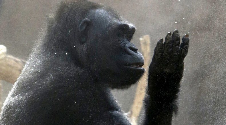 Gorillas may have capacity for speech - study