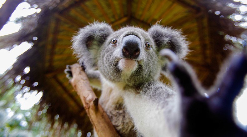 Snuggly koala chases Australian dairy farmer on quad bike (VIDEO)