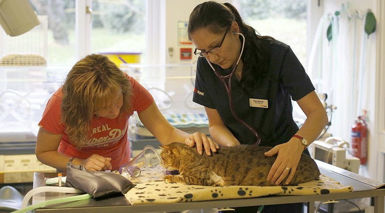 Norway at risk of ‘cat AIDS’ outbreak, animal group warns