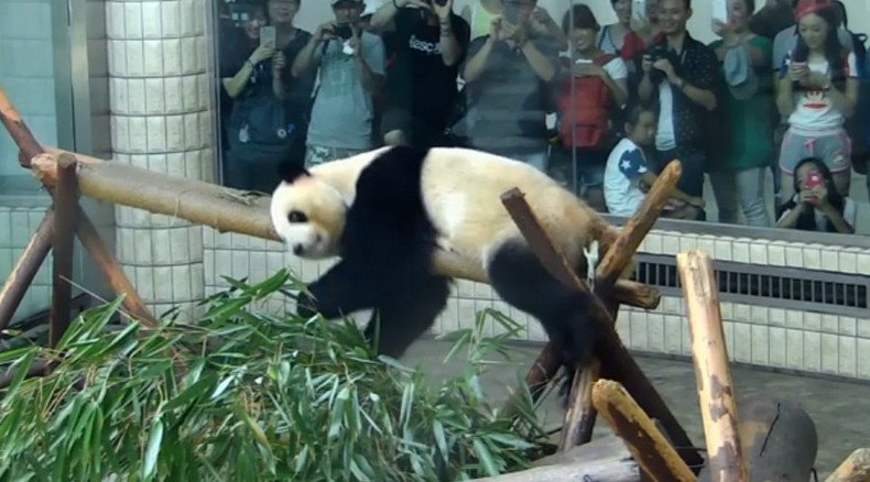 Notorious panda performs gymnastics routine for adoring fans (VIDEO)