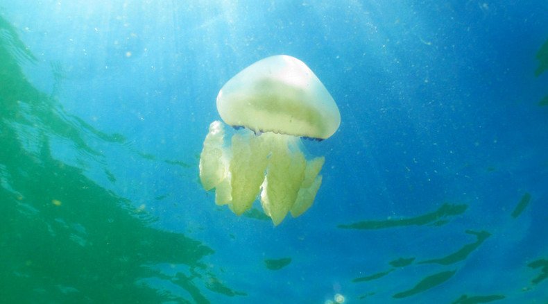 Venomous jellyfish ‘size of 5 London buses’ invading Britain