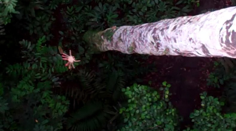 First ‘flying’ spider found: Creature dropped from tree, ‘steered’ its own way down (VIDEO)