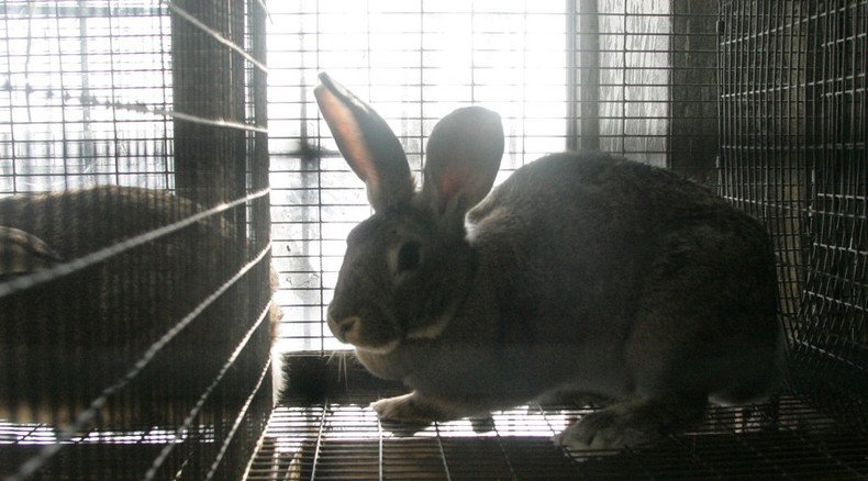 Animal cruelty in cosmetics testing gets Duma scrutiny