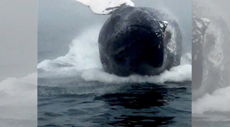 A whale of a tale: Huge humpback caught up close & personal off Canadian coast (VIDEO)