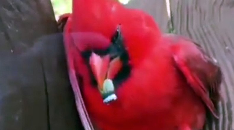 'Angry Bird' gets stoned after 2 men force it to smoke weed (VIDEO)