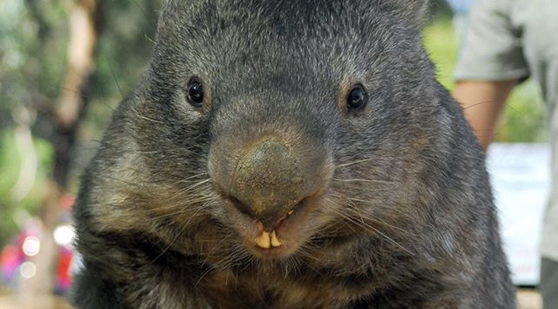 World's oldest captive wombat seeks love on Tinder ahead of 30th birthday
