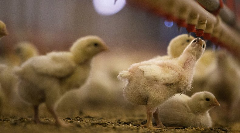 1,000s of chicks survive truck crash in China – and find a new home (PHOTO, VIDEO)