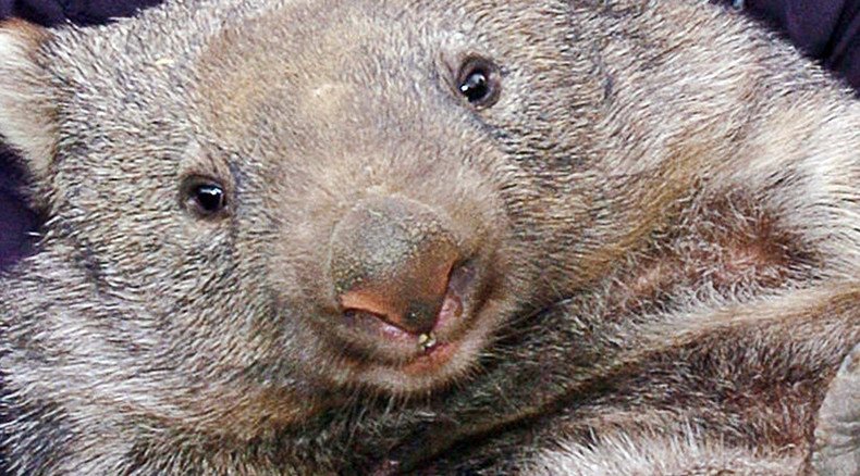 Wombat killer disease endangers 2 of Australia’s 3 species