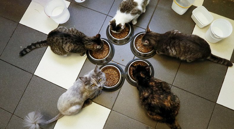 MP proposes pet quotas after woman with 20 cats has kids taken into care